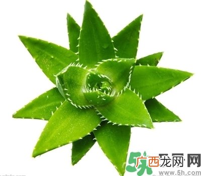 芦荟胶可以当睡眠面膜用吗?芦荟胶坐睡眠面膜效果怎么样?