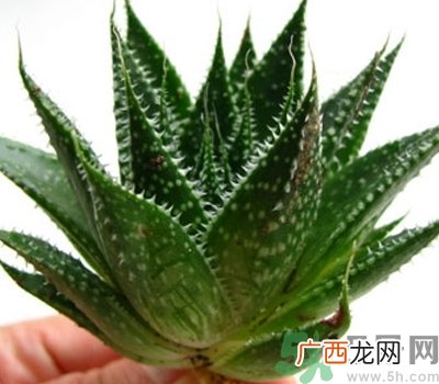 芦荟胶会堵塞毛孔吗？芦荟胶应该怎么用？