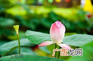 莲蓬可以多吃吗？莲子吃多了会怎样？