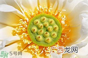 莲蓬可以多吃吗？莲子吃多了会怎样？