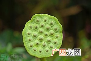 莲蓬可以多吃吗？莲子吃多了会怎样？