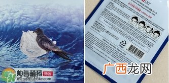 snp燕窝面膜真假辨别图对比 snp燕窝补水面膜真假鉴别
