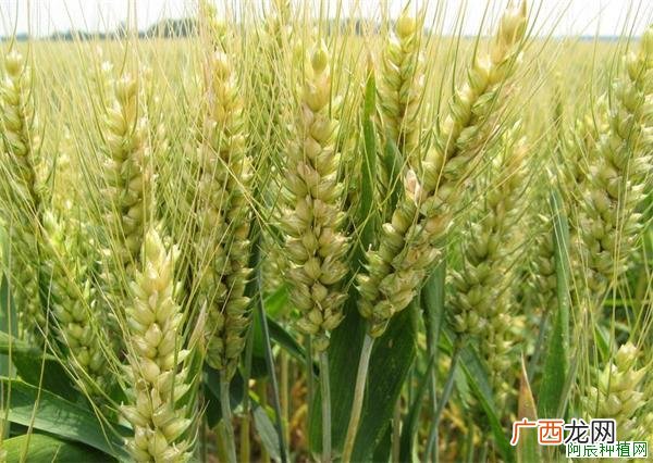 玉米性茎腐病是怎么发生？种植我有招
