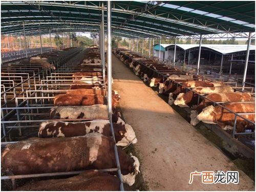 大型牛羊养殖场 中国最大牛羊养殖基地