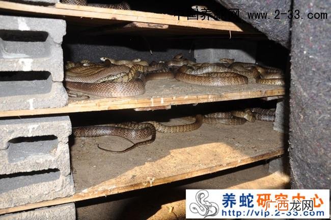 蛇类养殖 种蛇养殖注意什么