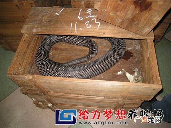 蛇类养殖 种蛇养殖注意什么