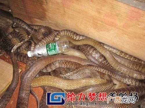 蛇类养殖 种蛇养殖注意什么