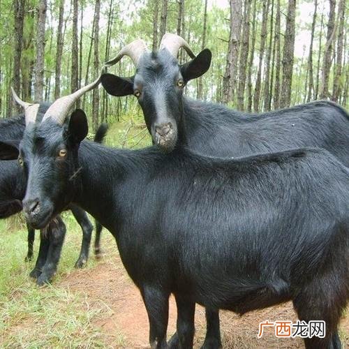 重庆大足黑山羊种羊场地址 重庆有养羊的养殖户吗