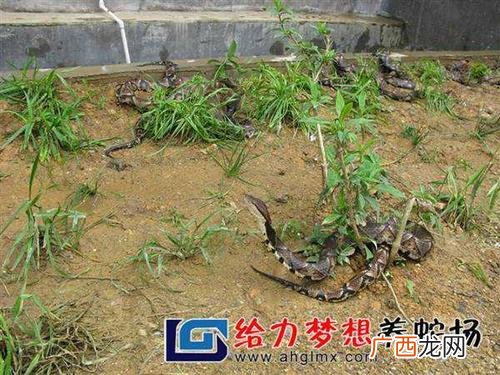 养蛇需要什么设备 自制蛇养殖箱方法