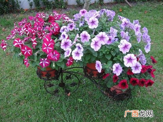 重瓣矮牵牛怎么打顶 矮牵牛夏季如何养殖