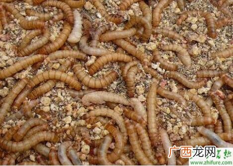 济南黄粉虫养殖基地 安徽黄粉虫养殖场