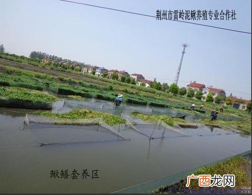 安徽哪里有黄鳝养殖场 安徽省黄鳝养殖场