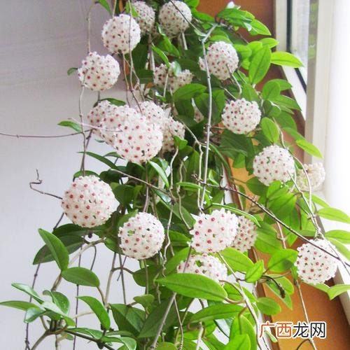耐阴藤本植物 藤本类花卉大全名字和图片