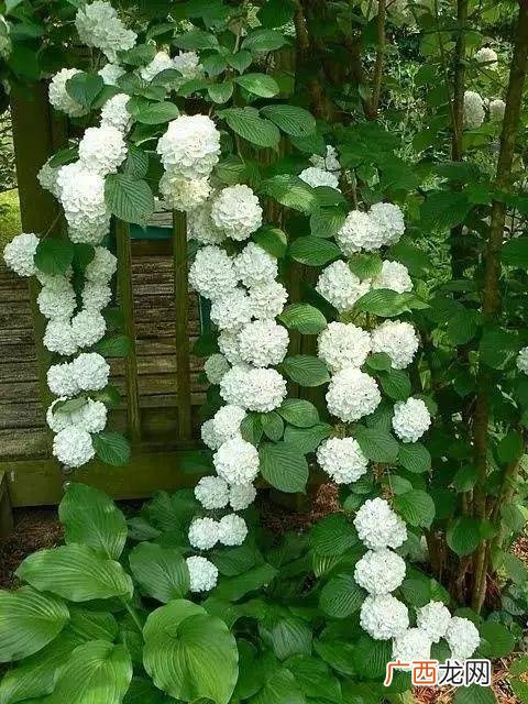 耐阴藤本植物 藤本类花卉大全名字和图片
