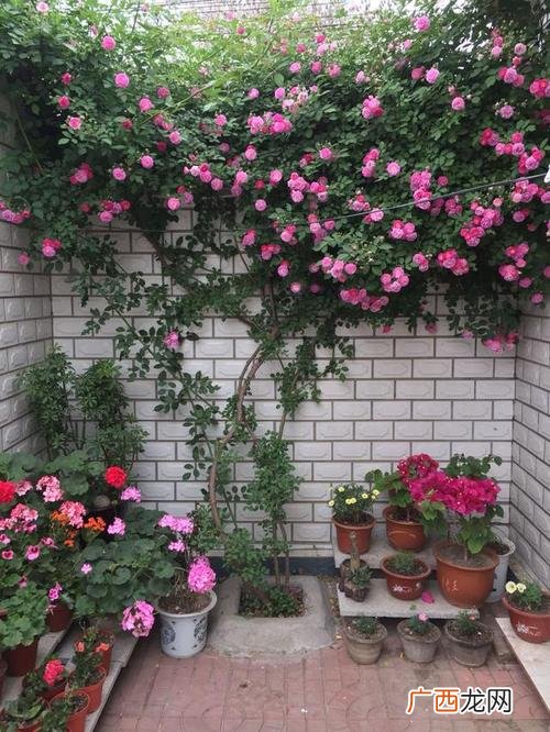 耐阴藤本植物 藤本类花卉大全名字和图片
