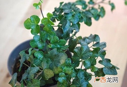 哪些花属于酸性植物 长春藤是酸性花卉