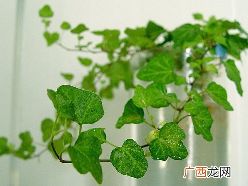 哪些花属于酸性植物 长春藤是酸性花卉