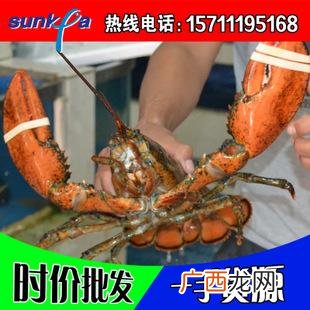 全国龙虾价格行情查询 水产批发市场龙虾价格