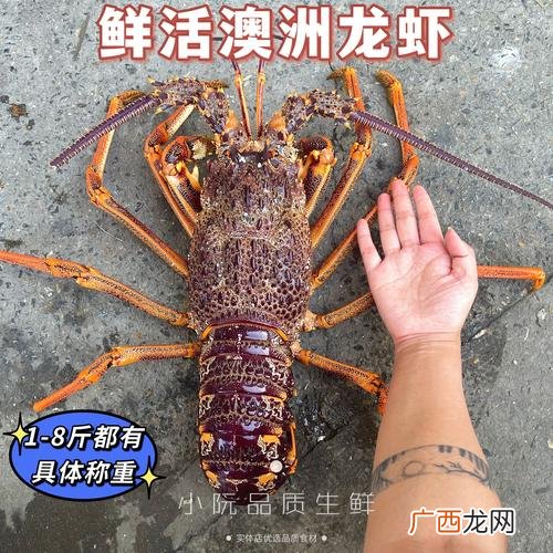 全国龙虾价格行情查询 水产批发市场龙虾价格