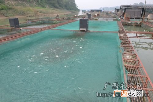 广州有哪些大型水产市场 广州水产有哪些