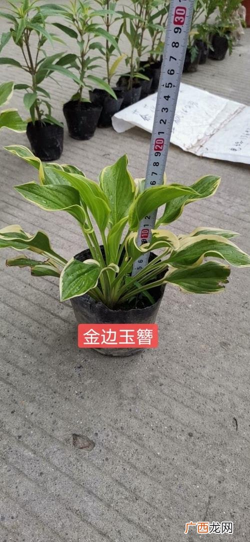 玉簪属于什么科 玉簪园林用途