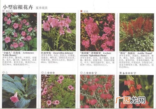 夏季木本花卉开花有哪些 百合园林用途