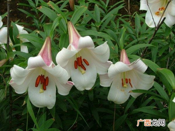 夏季木本花卉开花有哪些 百合园林用途
