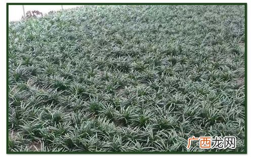 麦冬的生长环境有什么要求 麦冬的园林应用