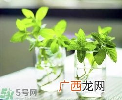 薄荷能美白吗？薄荷有什么功效和作用？