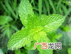 薄荷能美白吗？薄荷有什么功效和作用？