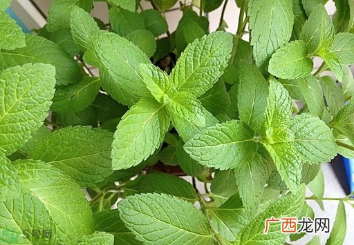 薄荷能美白吗？薄荷有什么功效和作用？