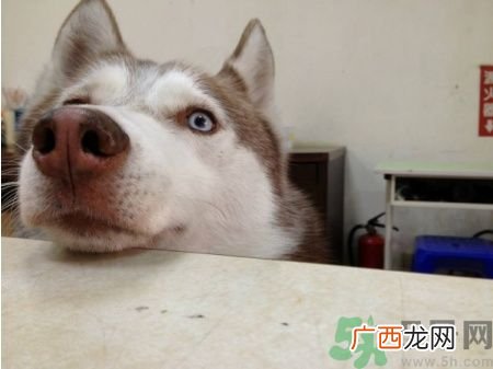 acca kappa官网地址 acca kappa是什么牌子?