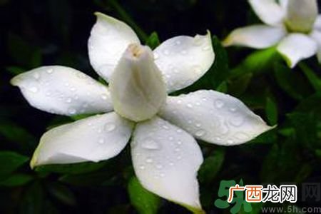 栀子花可以美容吗？栀子花怎样美容？