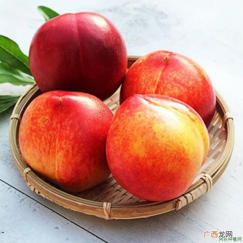 柑橘如何施肥？需要注意什么