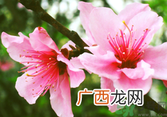 桃花可以做面膜吗?桃花怎么做面膜?