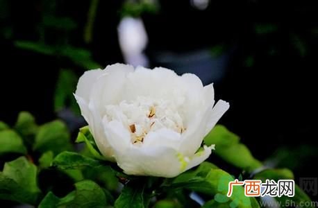 牡丹花可以做面膜吗？牡丹花怎样做面膜？