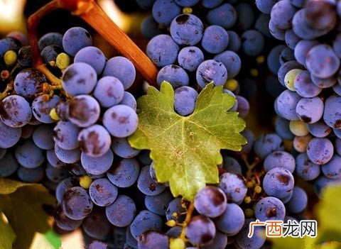 紫色食物的好处 护肤效果更好