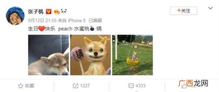 宋茜张继科，宋茜、张继科、王珞丹、张子枫为爱犬庆生