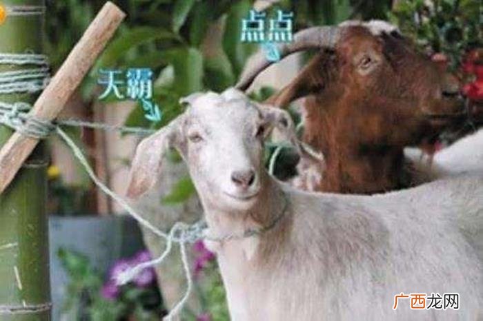 宋茜张继科，宋茜、张继科、王珞丹、张子枫为爱犬庆生