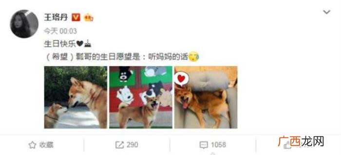 宋茜张继科，宋茜、张继科、王珞丹、张子枫为爱犬庆生
