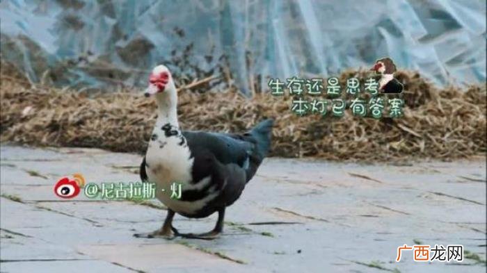 宋茜张继科，宋茜、张继科、王珞丹、张子枫为爱犬庆生