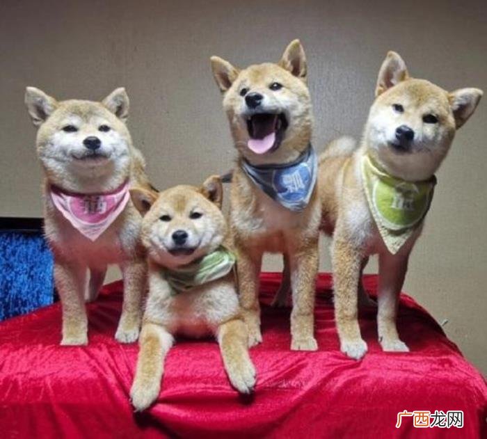 宋茜张继科，宋茜、张继科、王珞丹、张子枫为爱犬庆生