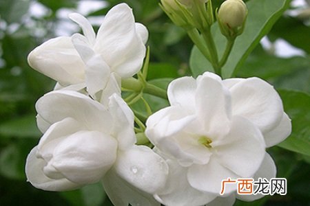 排毒养颜,女人如花要靠鲜花