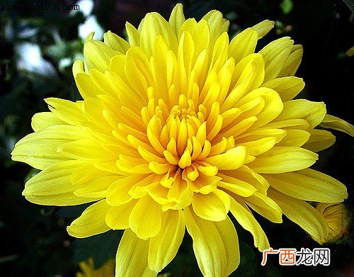 排毒养颜,女人如花要靠鲜花