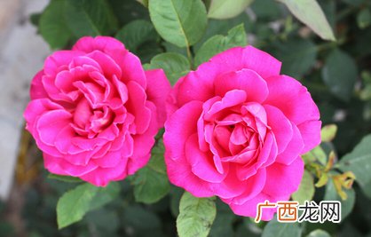 排毒养颜,女人如花要靠鲜花