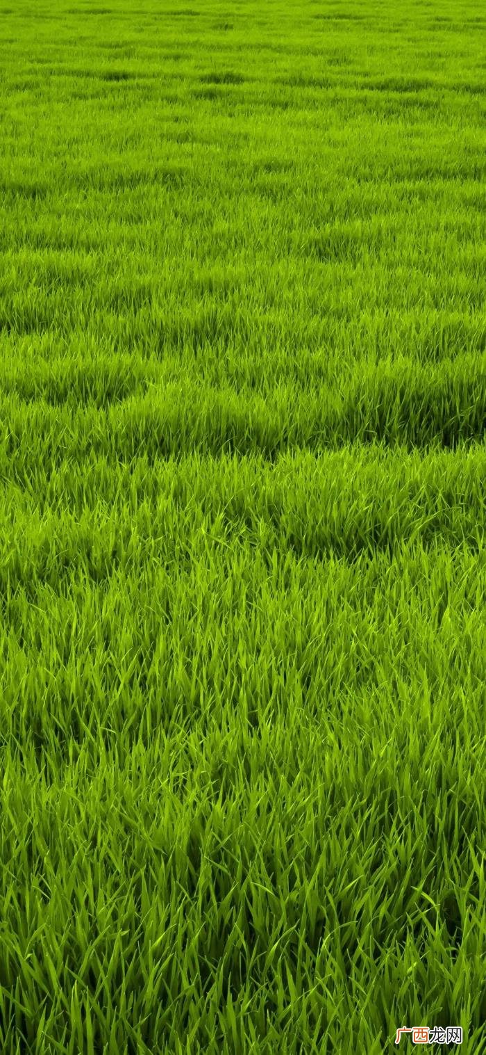 珍藏版 淡绿色壁纸，岁月静好--夏季最养眼的绿色高清壁纸