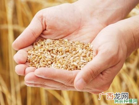 早稻如何培育壮秧?这里有方法