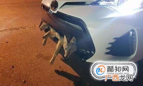 开车时撞死了狗怎么办？