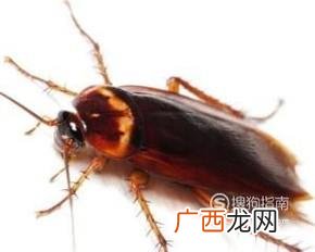 车里有蟑螂怎么办