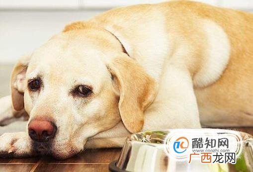 十个月前的拉布拉多犬饲养攻略